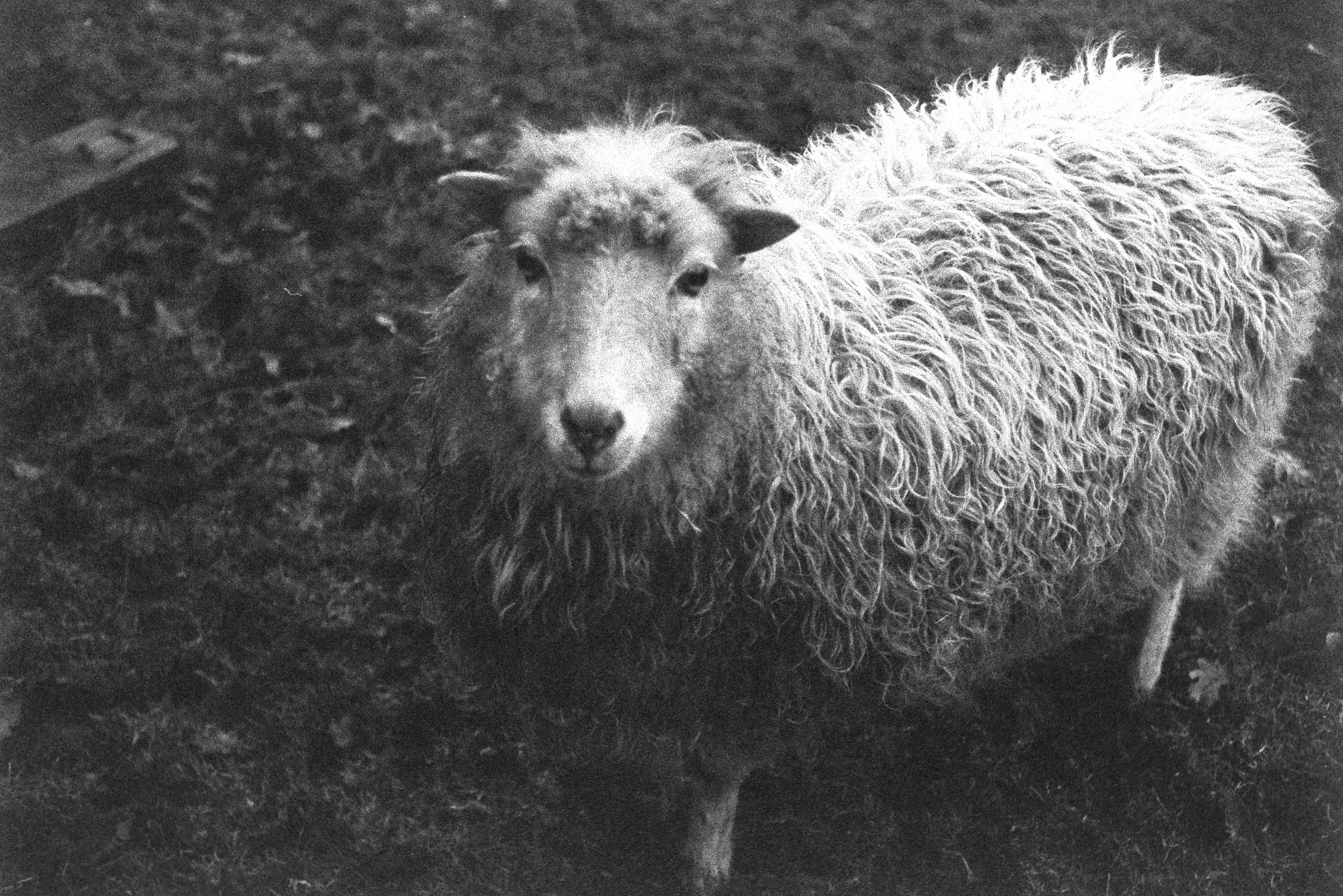 Sheep